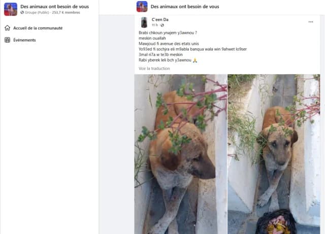 COFFEE, fauve N° identification : 788 male 4yo Mixed Breed for adoption at CCTNA