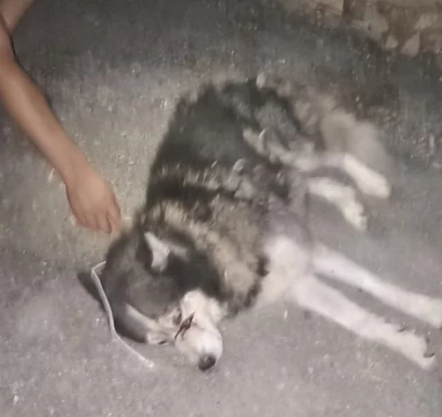 CARTOON, Noir et gris Date sauvetage : 27 juin 20 male 4yo Husky for adoption at CCTNA