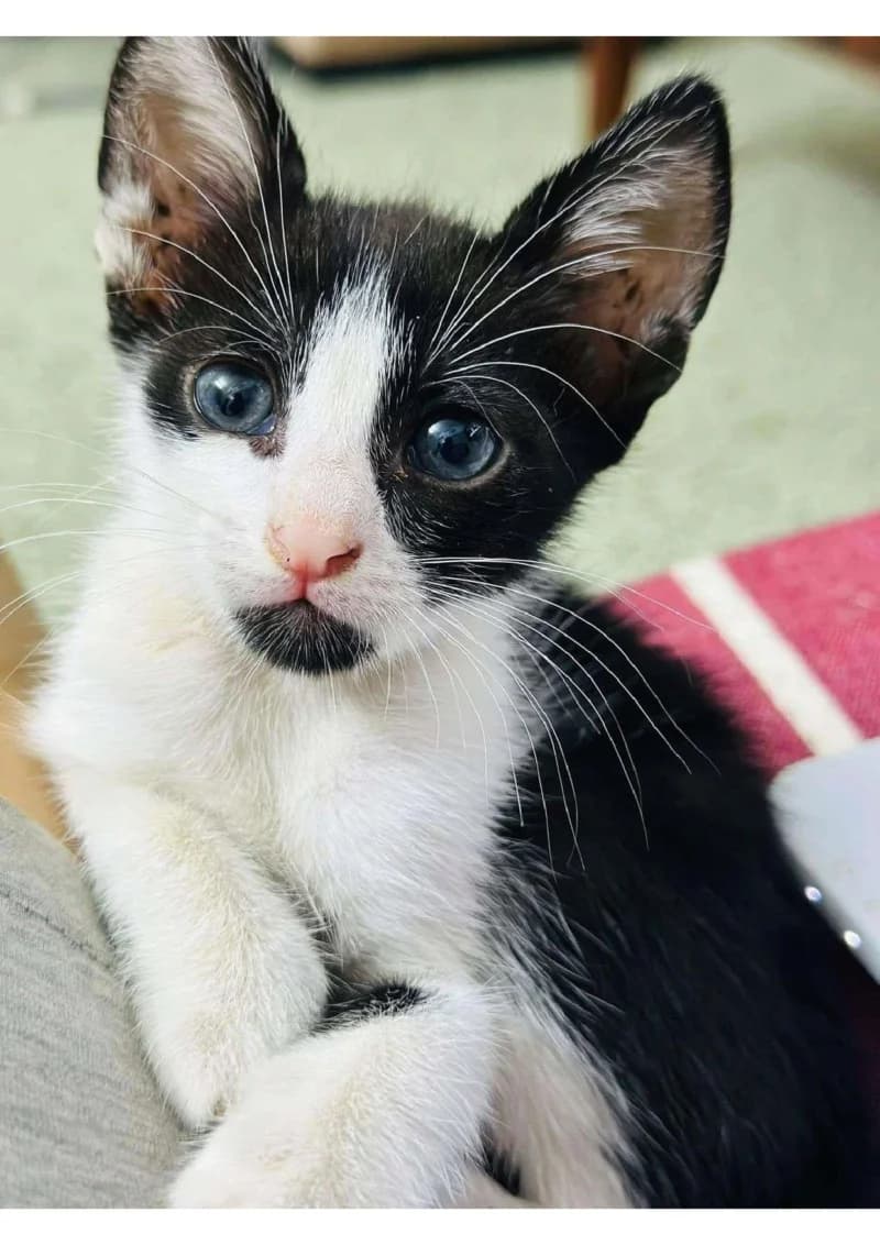 HARBOUCHA, Noire et blanche Poids : Pays d'Origine young European Shorthair for adoption at CCTNA