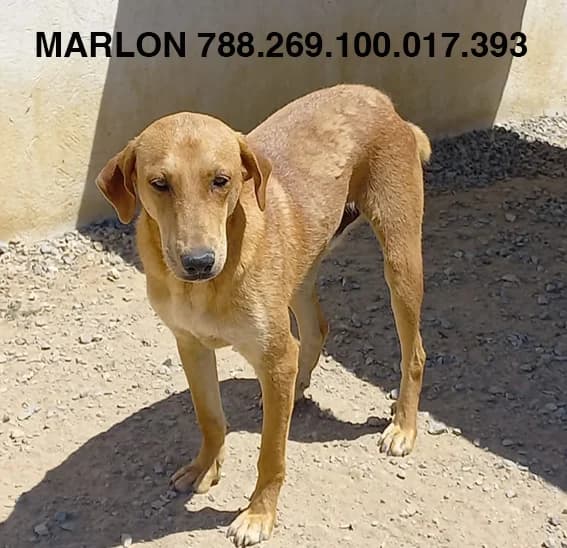 MARLON, Fauve Date de sauvetage : 26/04/2021 N° male 5yo Mixed Breed for adoption at CCTNA