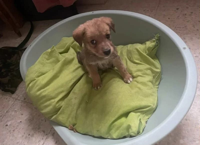 CHOCOLAT, Fauve Date de sauvetage : Juillet 2024 N male young Mixed Breed for adoption at CCTNA
