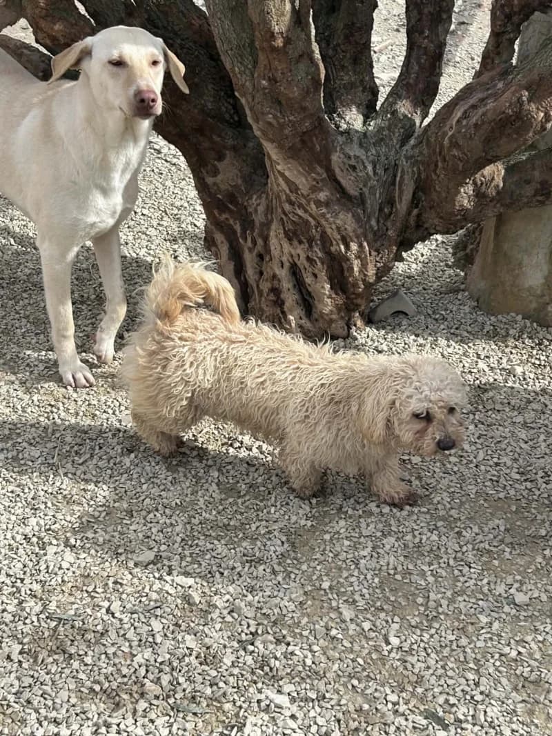 HOSHI, Abricot Poids : 6 3yo Poodle for adoption at CCTNA
