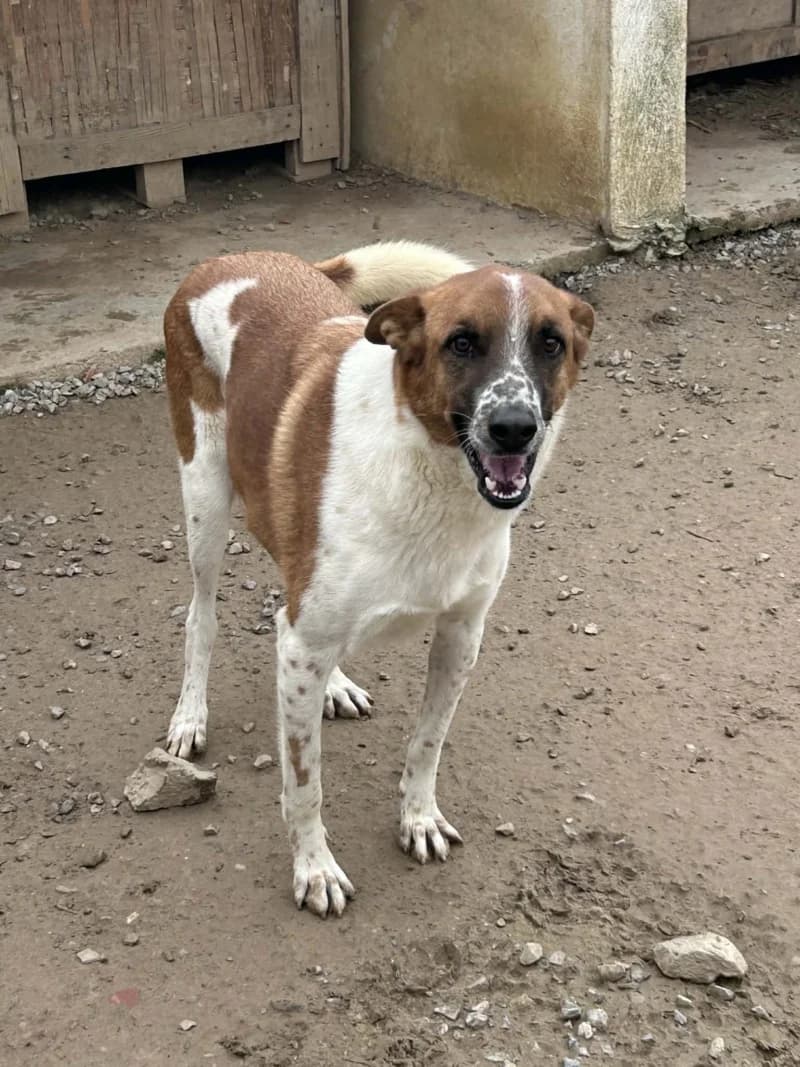 JACKY-PAT, Blanc et fauve Date sauvetage : 16 juin male 3yo Mixed Breed for adoption at CCTNA