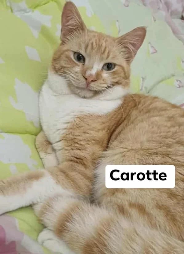 CAROTTE, Roux et blanc Poids : Particularité : Lé young European Shorthair for adoption at CCTNA