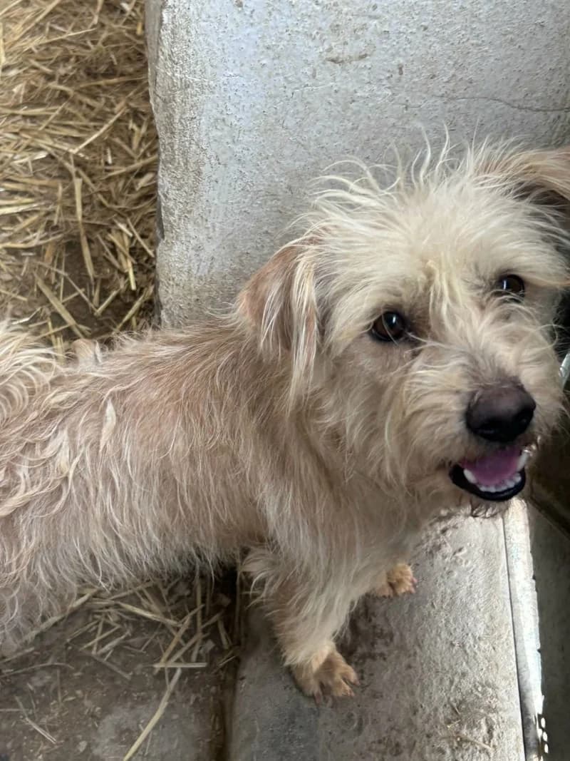 HILDA, Abricot Poids : 9 young Poodle for adoption at CCTNA