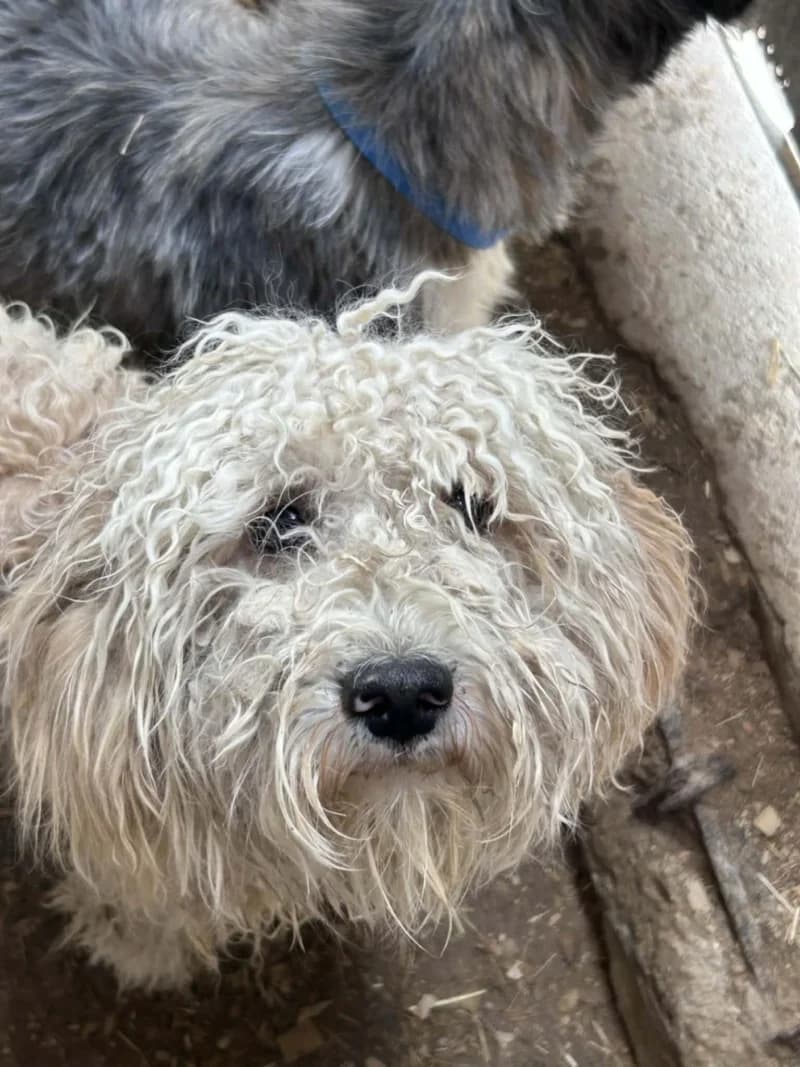 HIPPIE, sable Date de sauvetage : N° identificat male young Bichon Frisé for adoption at CCTNA