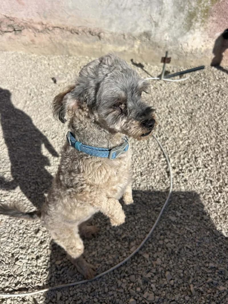 IRIS, Grise Poids : 5 kg Signes particuliers : young Bichon Frisé for adoption at CCTNA