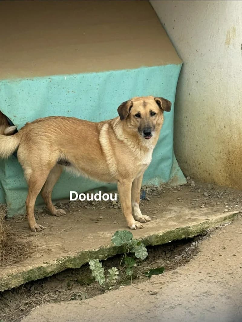 DOUDOU-PAT, Fauve charbonnée Poids : 21 5yo mixed breed for adoption at CCTNA