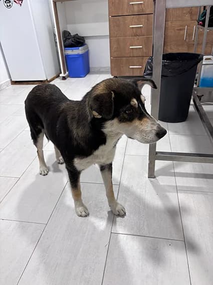 SUSHI, Noire et feu Poids : 21 young mixed breed for adoption at CCTNA