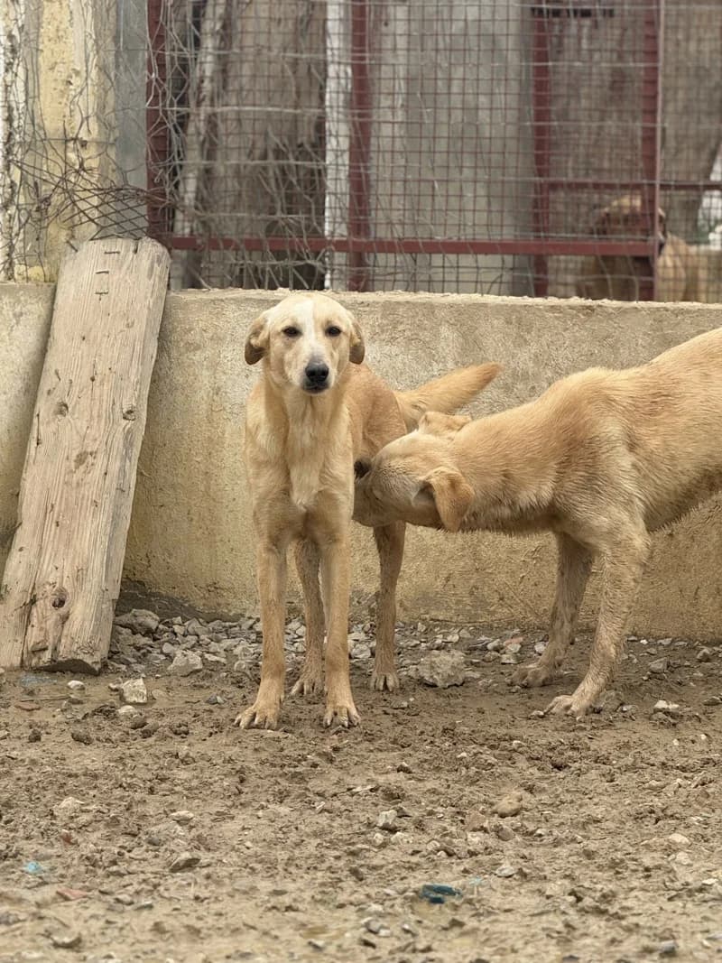 ABBY-PAT, Fauve Poids : 16 kg Particularités : Inj young mixed breed for adoption at CCTNA