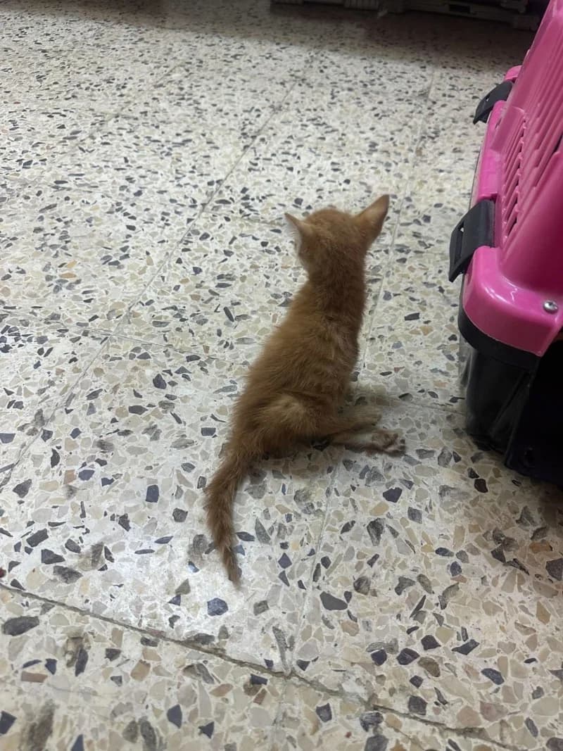 MECHMECHA, Roux Poids : Pays d'Origine : Tunisie Da young European Shorthair for adoption at CCTNA
