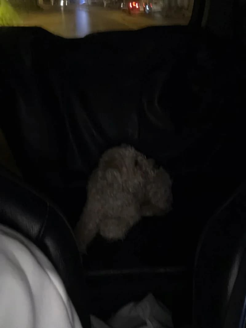 JACKO, Abricot Poids : 8 male 3yo Poodle for adoption at CCTNA