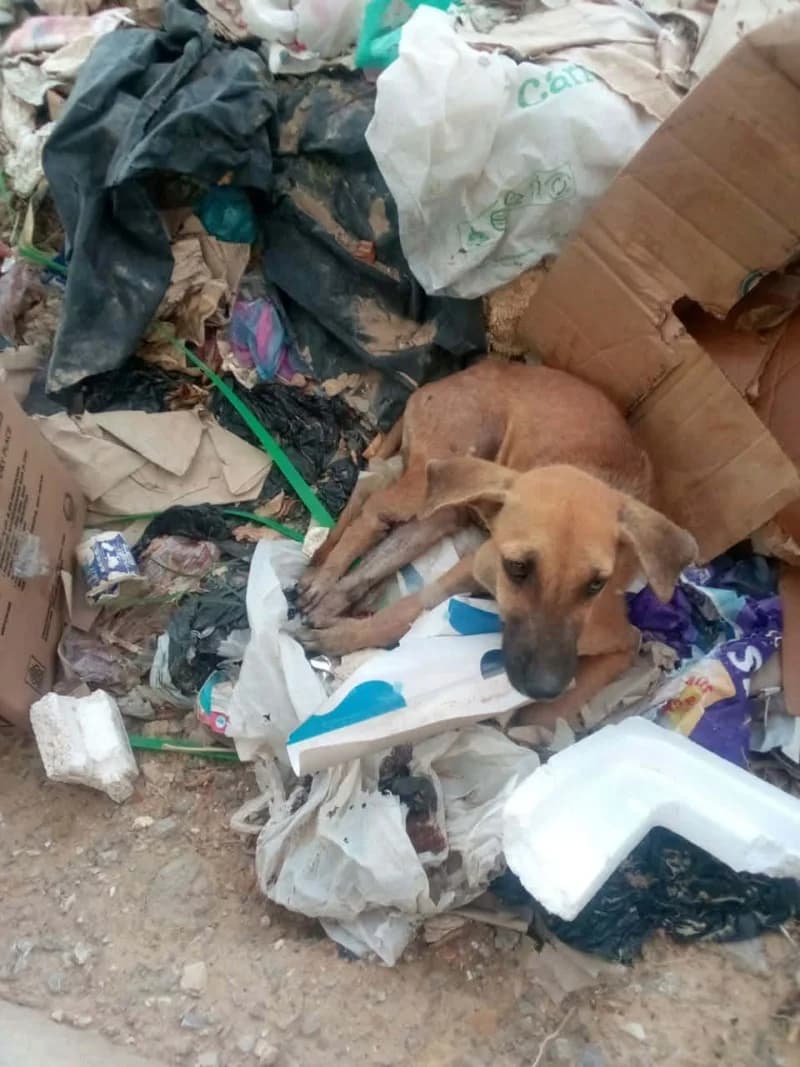 CHINOU, Fauve Poids : 20 male young Mixed Breed for adoption at CCTNA