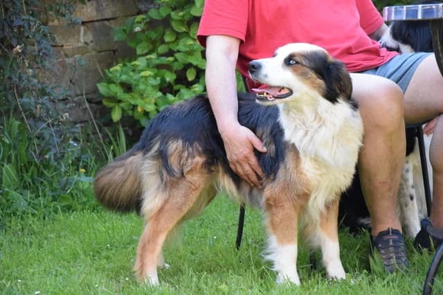 BOULE, Tricolore Entente chats : Oui Entente ch male 6yo Australian Shepherd for adoption at CCTNA