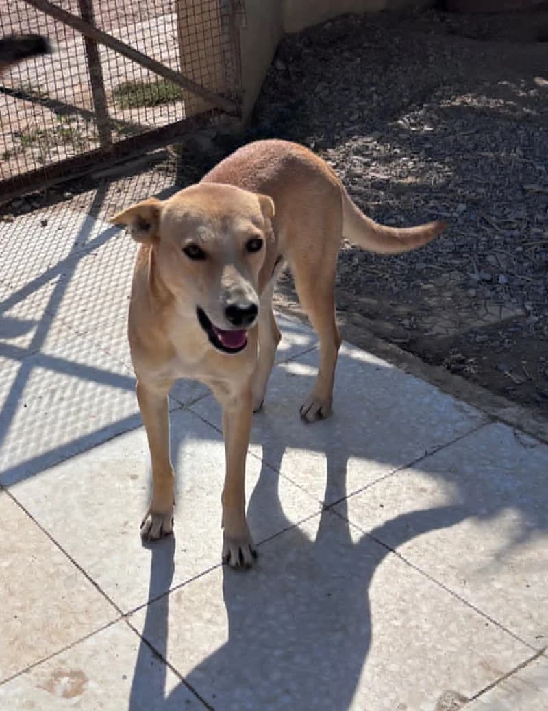 BOOB-PAT, Fauve Date sauvetage : N° identification male 4yo Mixed Breed for adoption at CCTNA