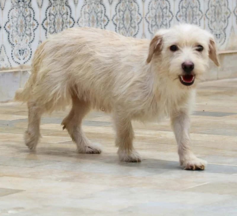 NOUILLE, Sable Date sauvetage : 15 février 2026 N male young Poodle for adoption at CCTNA