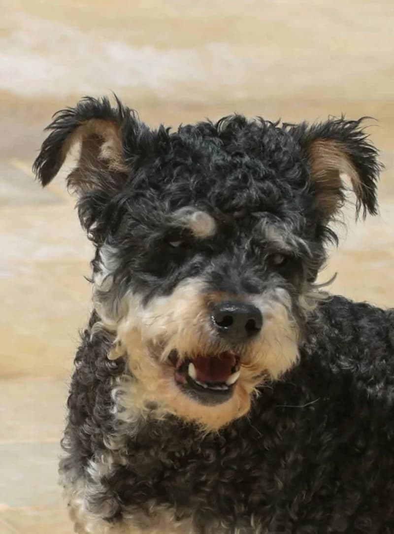 XCELL, Noir et feu Date sauvetage : 11 mars 202 male 4yo Poodle for adoption at CCTNA
