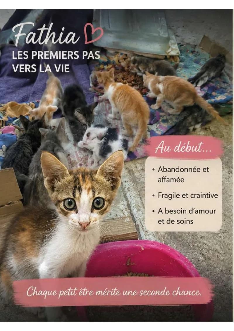 FATHIA, Tricolore tigrée Poids : Pays d'Origine young European Shorthair for adoption at CCTNA