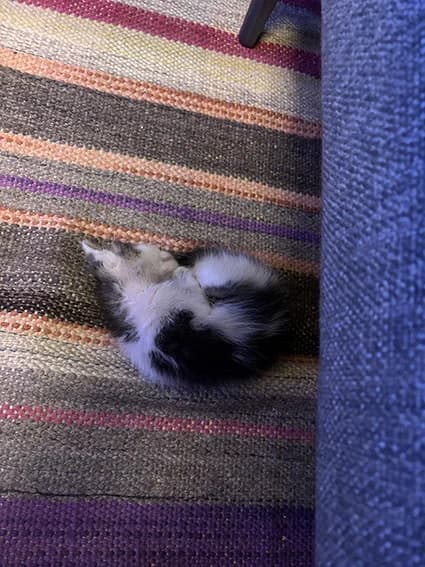 FELLA, Gris et blanc Poids : 150gr le 16/07/202 puppy European Shorthair for adoption at CCTNA