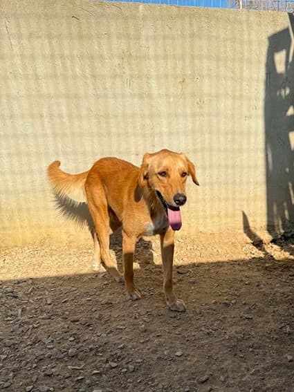 ASHI-PAT, Fauve Date sauvetage : 2025 N° identific male young Mixed Breed for adoption at CCTNA