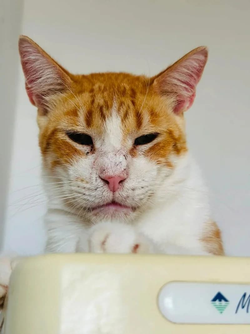 TAYEB, Roux et blanc Poids : Particularité : Pa 4yo European Shorthair for adoption at CCTNA