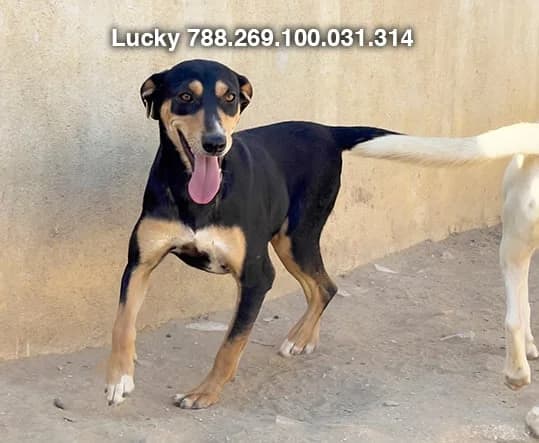 LUCKYA, Noire et feu Poids : 17 3yo mixed breed for adoption at CCTNA