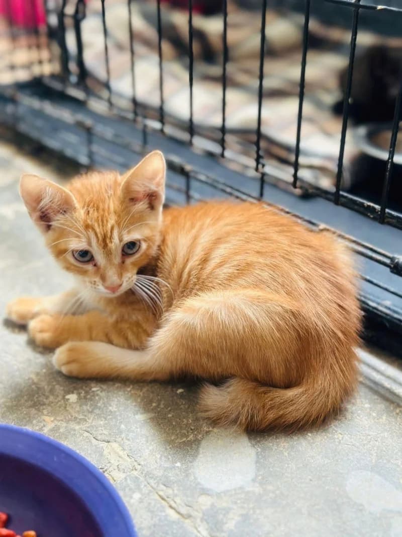 ORANGINA, Roux Poids : Particularité : Pays d'Orig young European Shorthair for adoption at CCTNA