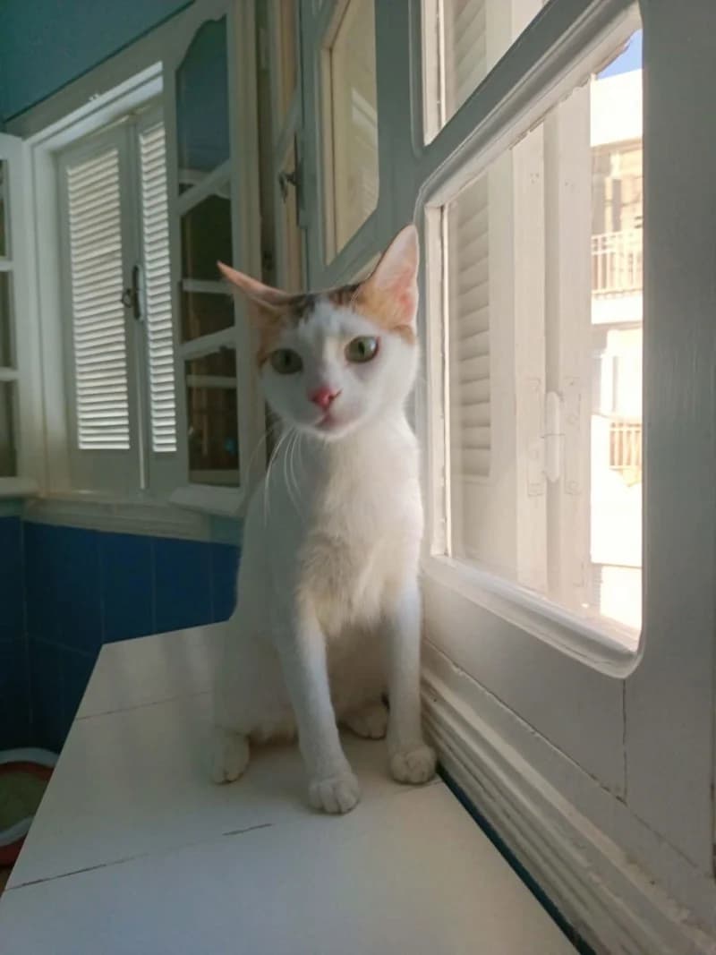 INSOMNIE, Blanche young European Shorthair for adoption at CCTNA