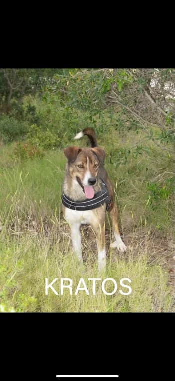 KRATOS, 4yo Mixed Breed for adoption at Centre de Défense des Animaux de Marseille et de Provence