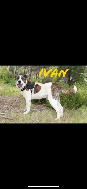 IVAN, senior Mixed Breed for adoption at Centre de Défense des Animaux de Marseille et de Provence
