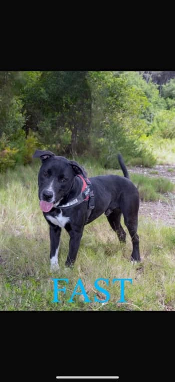DOG, young Mixed Breed for adoption at Centre de Défense des Animaux de Marseille et de Provence