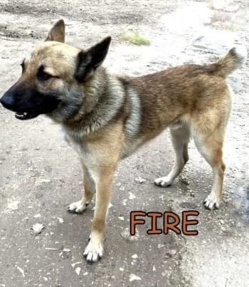FIRE, 6yo Belgian Malinois for adoption at Centre de Défense des Animaux de Marseille et de Provence