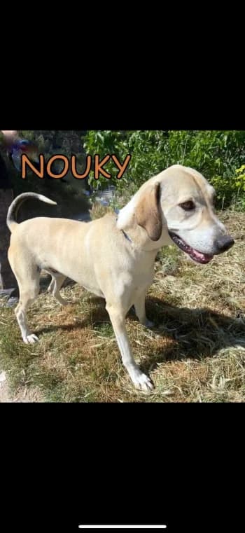 NOUKY, senior Mixed Breed for adoption at Centre de Défense des Animaux de Marseille et de Provence