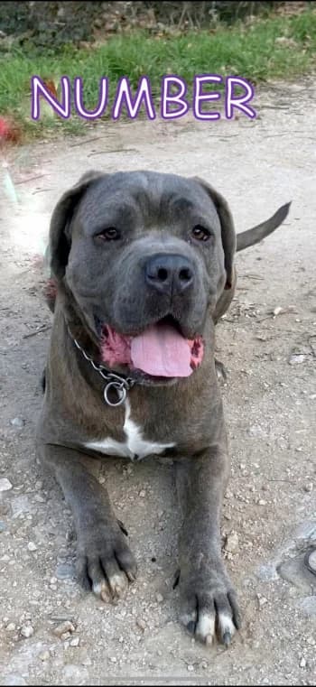 NUMBER, senior Cane Corso for adoption at Centre de Défense des Animaux de Marseille et de Provence