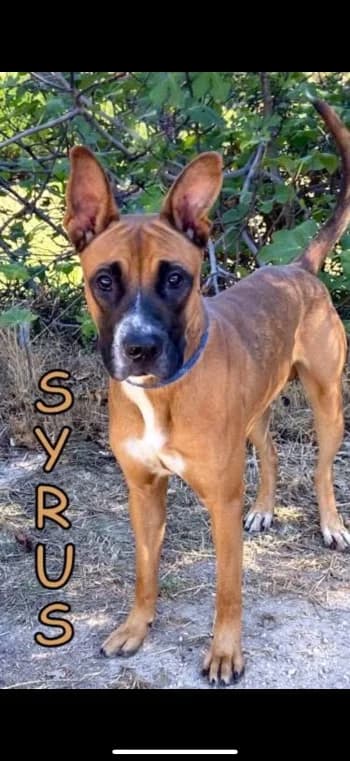 SYRUS, 5yo Mixed Breed for adoption at Centre de Défense des Animaux de Marseille et de Provence