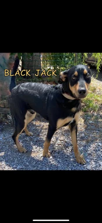 BLACK JACK, 6yo Mixed Breed for adoption at Centre de Défense des Animaux de Marseille et de Provence