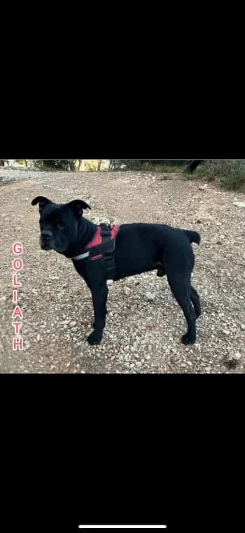 GOLIATH, senior Cane Corso for adoption at Centre de Défense des Animaux de Marseille et de Provence