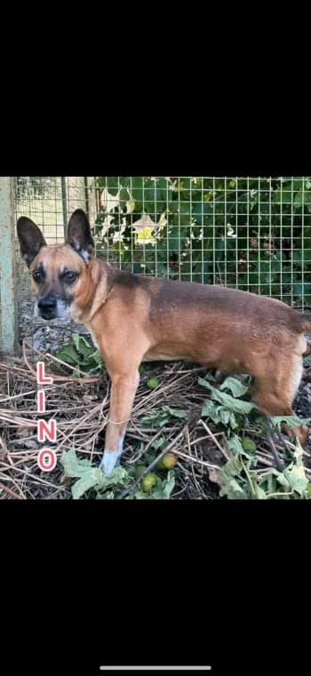 LINO, senior Belgian Malinois for adoption at Centre de Défense des Animaux de Marseille et de Provence