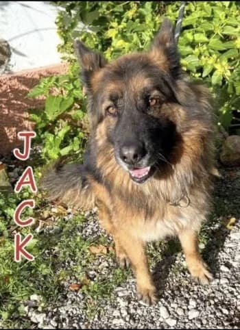 JACK, senior German Shepherd for adoption at Centre de Défense des Animaux de Marseille et de Provence