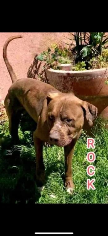 ROCK, 5yo Mixed Breed for adoption at Centre de Défense des Animaux de Marseille et de Provence