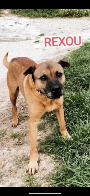 REXOU, 7yo Mixed Breed for adoption at Centre de Défense des Animaux de Marseille et de Provence