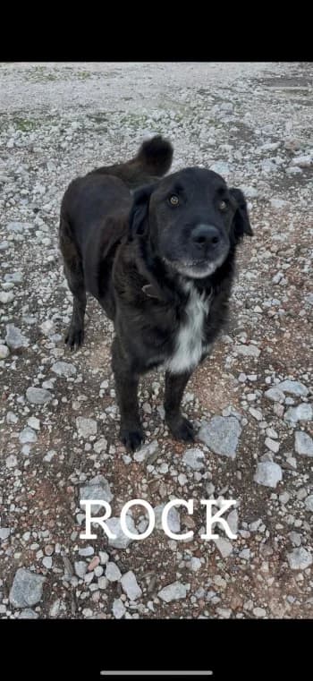 ROCK, 5yo Mixed Breed for adoption at Centre de Défense des Animaux de Marseille et de Provence