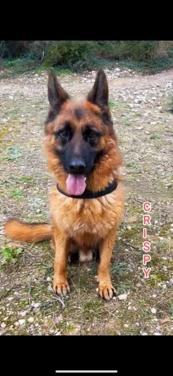CRISPY, 7yo German Shepherd for adoption at Centre de Défense des Animaux de Marseille et de Provence