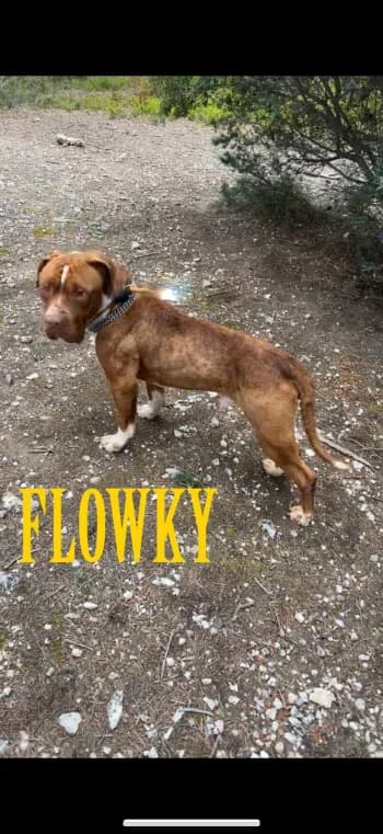FLOWKY, 5yo American Bully for adoption at Centre de Défense des Animaux de Marseille et de Provence