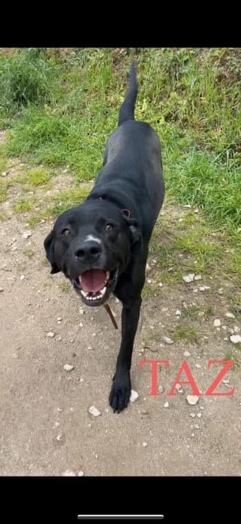 TAZ, 5yo Mixed Breed for adoption at Centre de Défense des Animaux de Marseille et de Provence