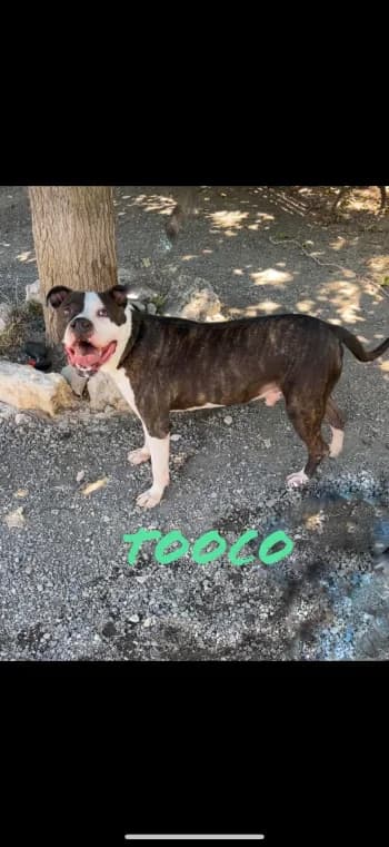 TOOCO, senior Mixed Breed for adoption at Centre de Défense des Animaux de Marseille et de Provence