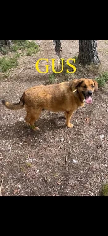 GUS, senior Mixed Breed for adoption at Centre de Défense des Animaux de Marseille et de Provence
