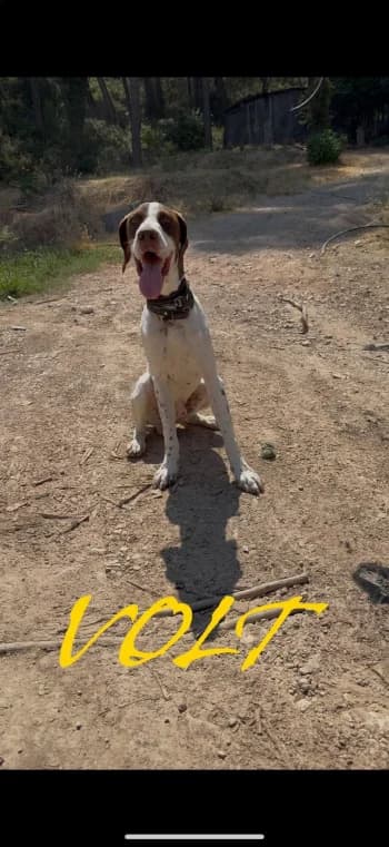 VOLT, young Pointer for adoption at Centre de Défense des Animaux de Marseille et de Provence