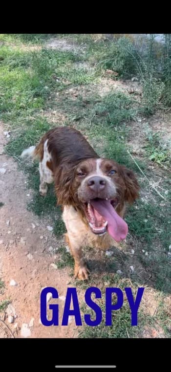 GASPY, 7yo Brittany Spaniel for adoption at Centre de Défense des Animaux de Marseille et de Provence