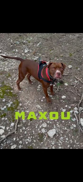 MAXOU, 6yo Mixed Breed for adoption at Centre de Défense des Animaux de Marseille et de Provence